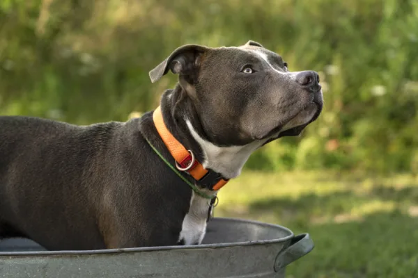 batteria per collare per cani